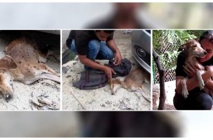 Animal Aid Unlimited Rescued A Dog