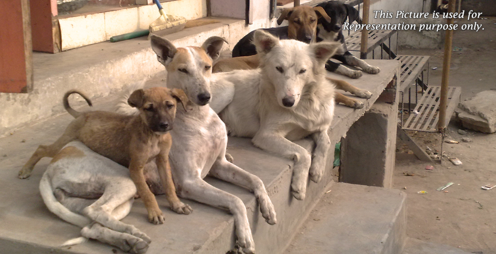 Stray Dogs