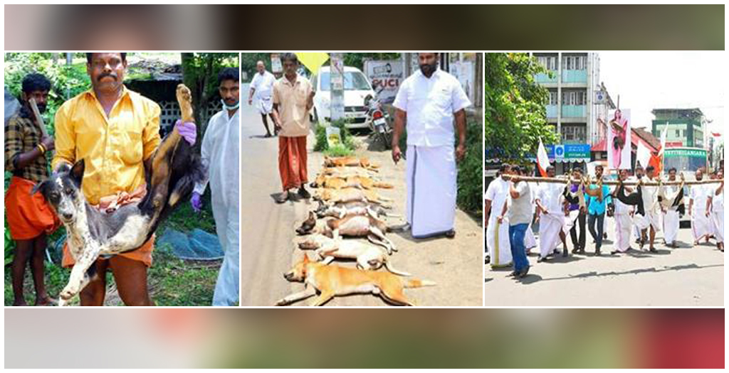 Stray dogs killed DogExpress