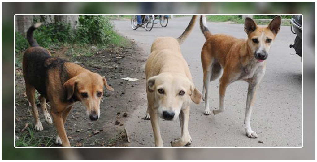 Stray dog