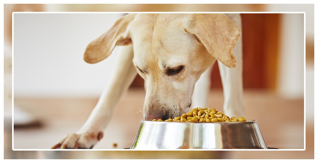 Tips To Choose The Right Dog Food For Your Pet Dog | DogExpress