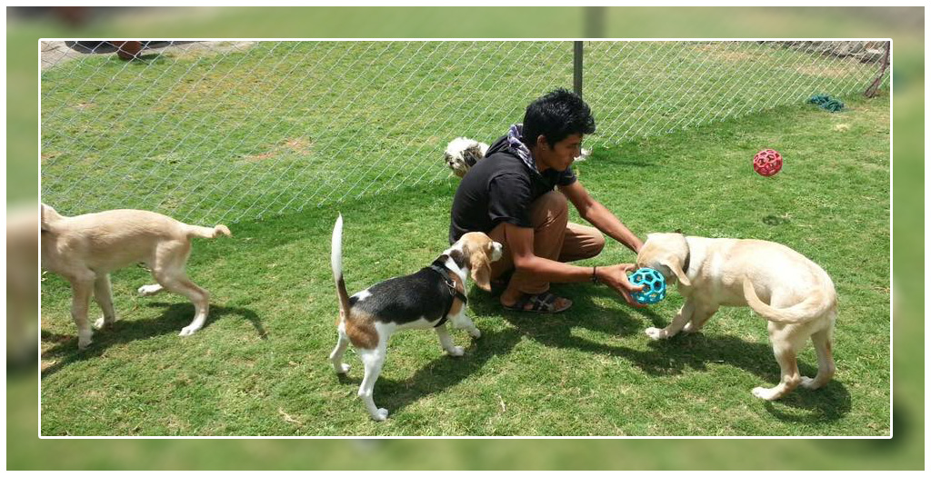 Dog day care