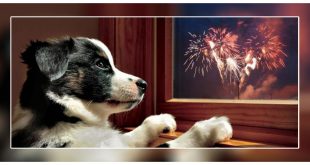 Pets Safe And Happy This Diwali