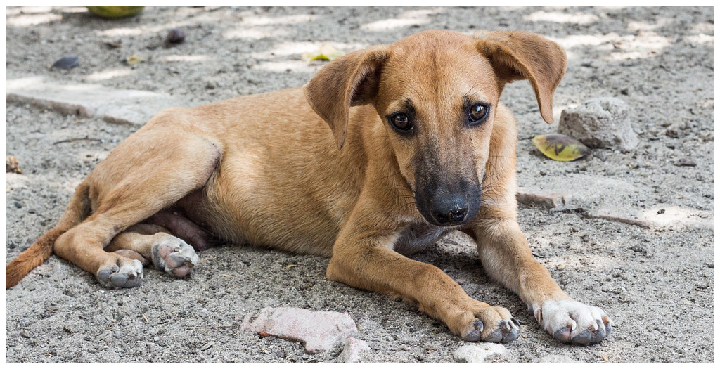 Shoot stray dogs