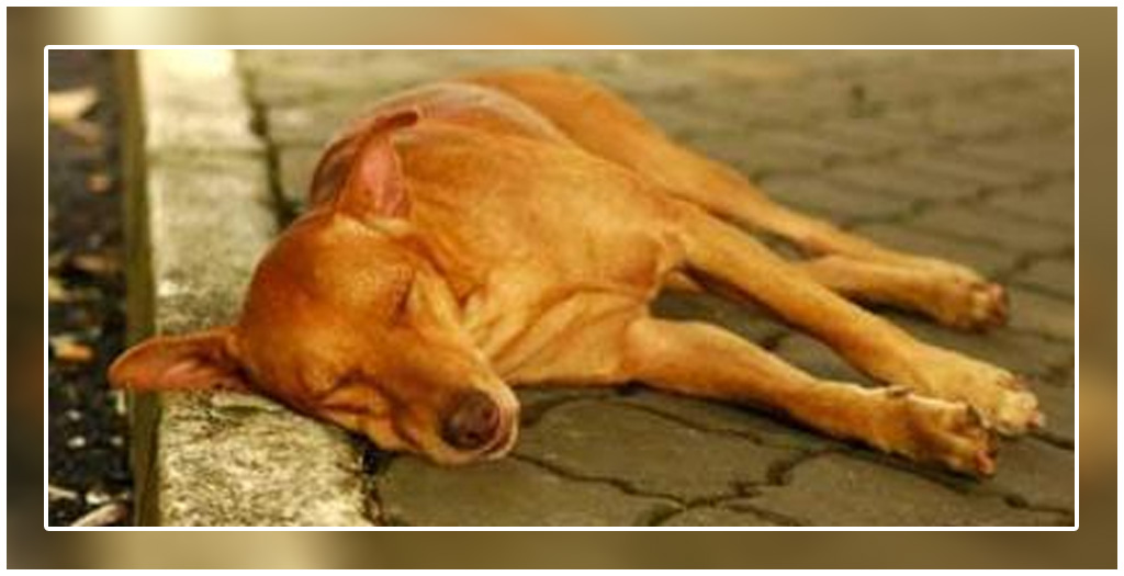 Stray dog saved