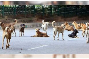 Stray Dogs In Kerala