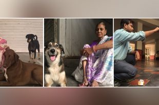 Stray Dogs of delhi