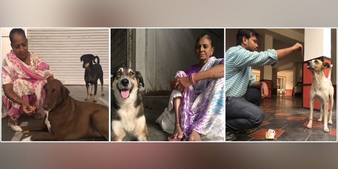 Stray Dogs of delhi