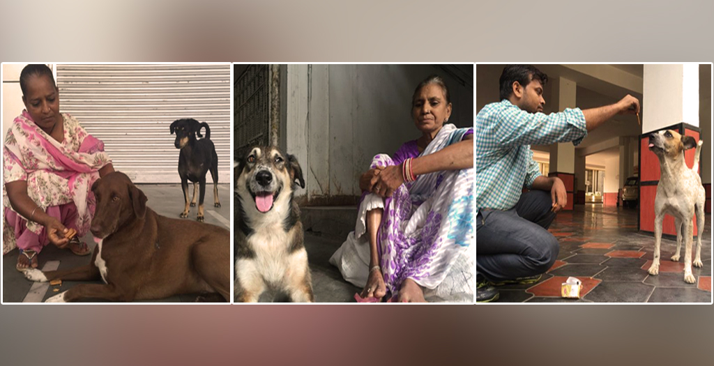 Stray Dogs of delhi