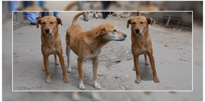 Culling Stray Dogs