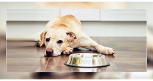 Dog is not eating