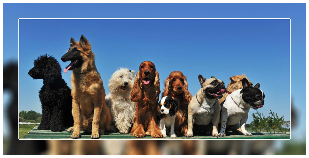 Dog show