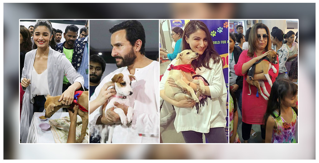 Dogs To Find Homes