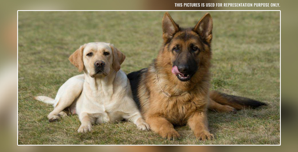 Dogs left to die
