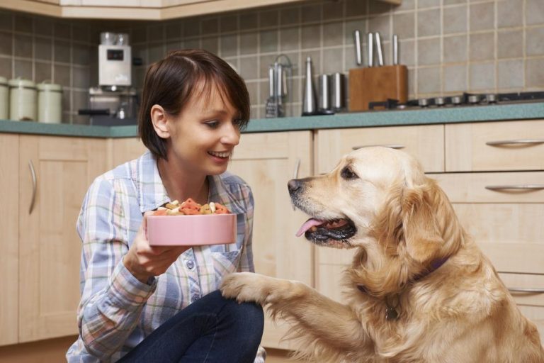 Top 5 Foods For Dogs With Diabetes DogExpress