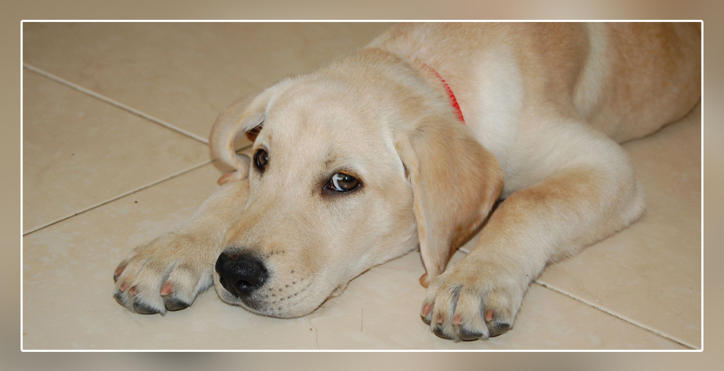 Labrador dogs