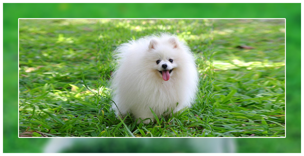 what is the best food to give a pomeranian puppy