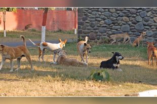 Stray dogs vaccinated