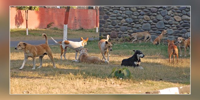 Stray dogs vaccinated