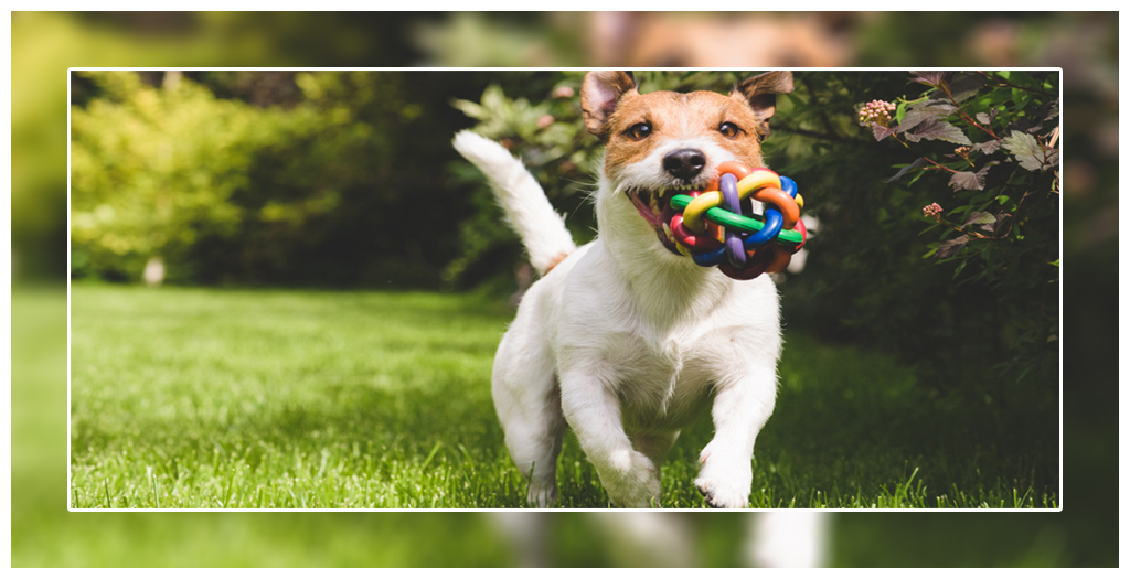 Dog live longer