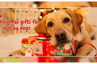 Christmas gifts for stray dogs