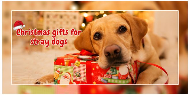Christmas gifts for stray dogs