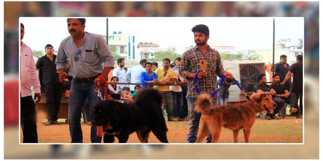 Dog Show In Amritsar