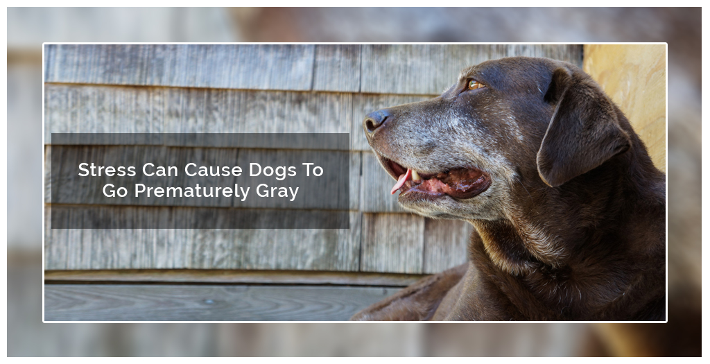 Dog’s Hair Gray