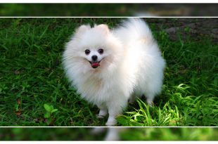 Health Problems In Pomeranians