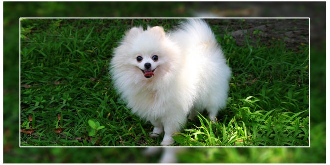 Health Problems In Pomeranians
