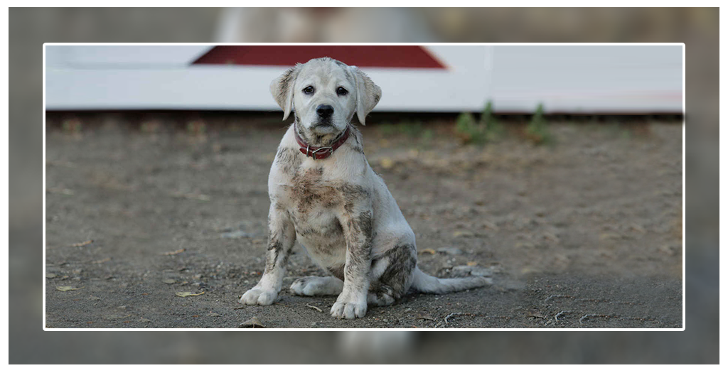 Lost Dog