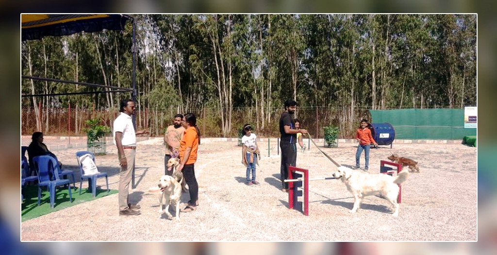 Petboro dog park