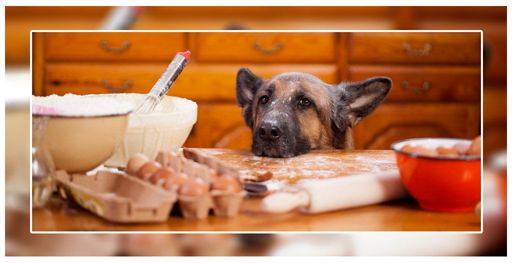 German Shepherds