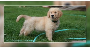 Common health problem