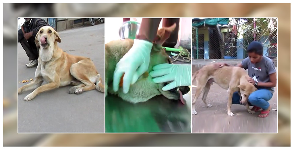Another Stray Dog's Life Saved By Animal Aid Unlimited | DogExpress