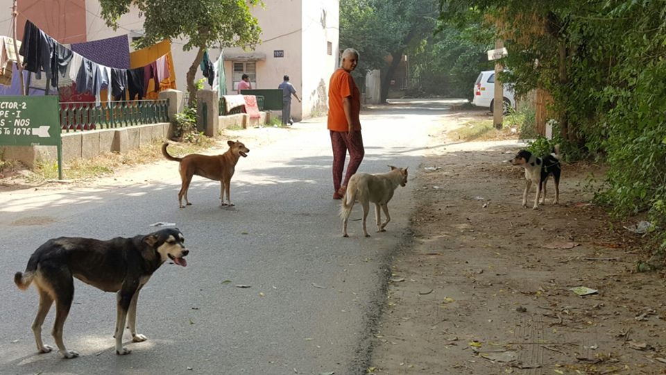 Stray Dogs Every Month | DogExpress