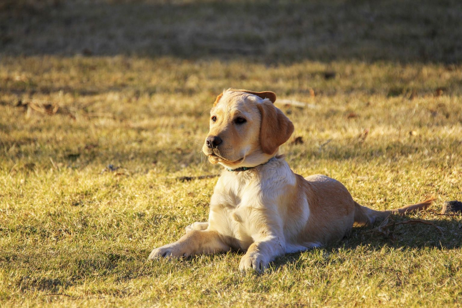 most-common-health-problems-in-golden-retrievers-dogexpress