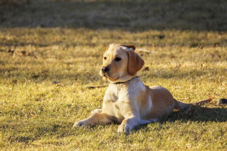 Most Common Health Problems in Golden Retrievers DogExpress
