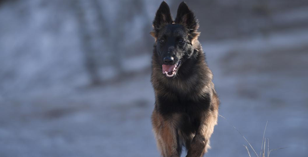 sniffer dog