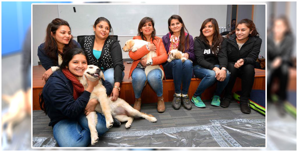 Therapy Dog