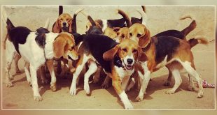 Dog Lovers Save Eleven Beagles