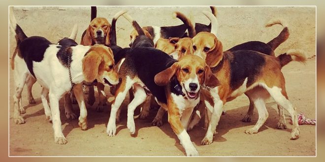 Dog Lovers Save Eleven Beagles