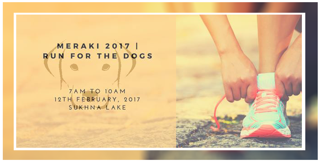 Run for the dogs