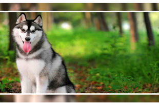 Is A Siberian Husky Right for You?