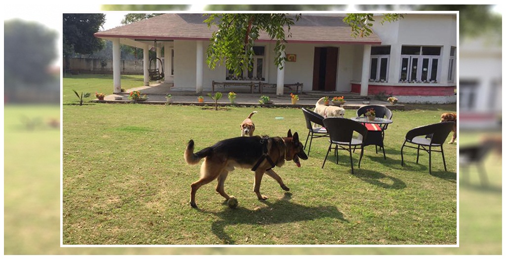 dog shelter