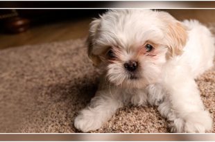 Dog Breeds For Apartment