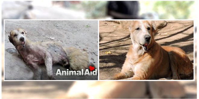 Animal Aid Unlimited Rescued A Dying Stray Dog In Udaipur | DogExpress