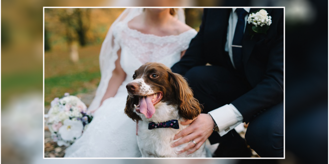 Dog On Your Wedding Day