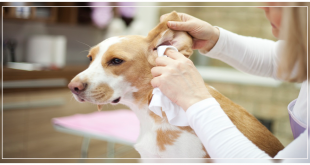 How To Clean Your Dog’s Ears