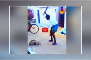 Man Beats Dog To Death